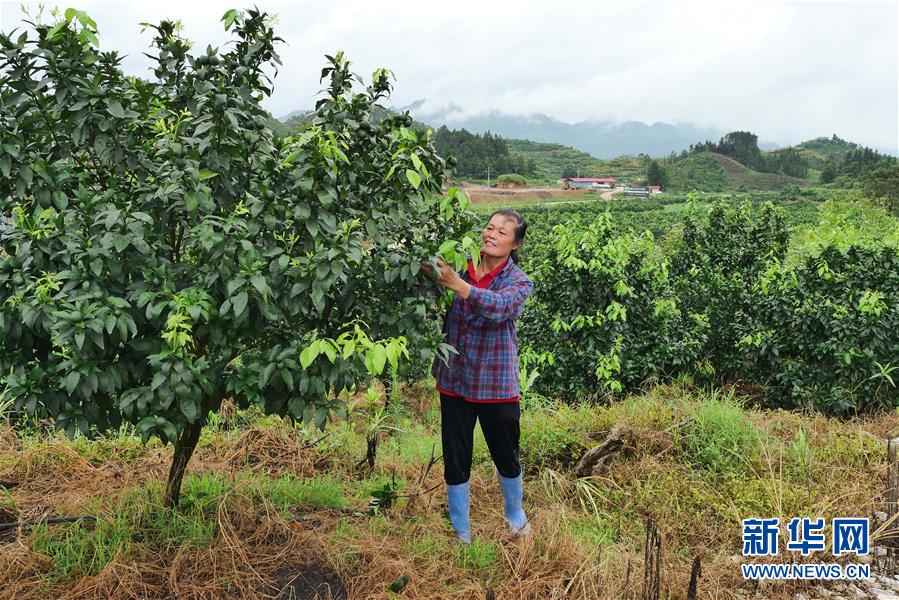 （決戰(zhàn)決勝脫貧攻堅·圖文互動）（10）同飲一江水 攜手“斬窮根”——深圳對口廣西河池、百色扶貧協(xié)作見聞