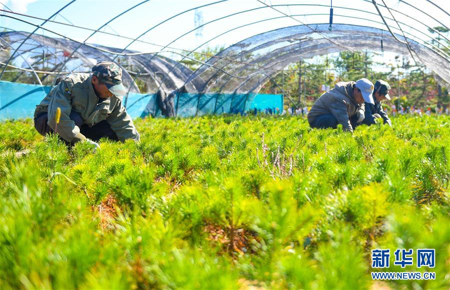 （在習(xí)近平新時(shí)代中國特色社會主義思想指引下——新時(shí)代新作為新篇章·習(xí)近平總書記關(guān)切事·圖文互動）（8）綠意，在黃沙中鋪展——我國防沙治沙紀(jì)實(shí)