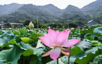 杭州臨安：土地流轉(zhuǎn)打造生態(tài)荷花園