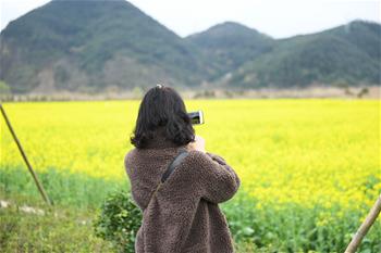 油菜花開布谷湖