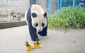 動(dòng)物園里的“餃子”大餐