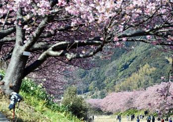 日本伊豆半島河津櫻綻放