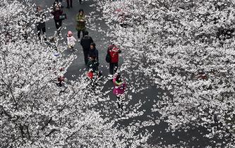 櫻花開(kāi) 迎客來(lái)