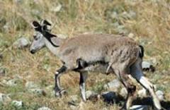 野生動物是否該一"護(hù)"到底