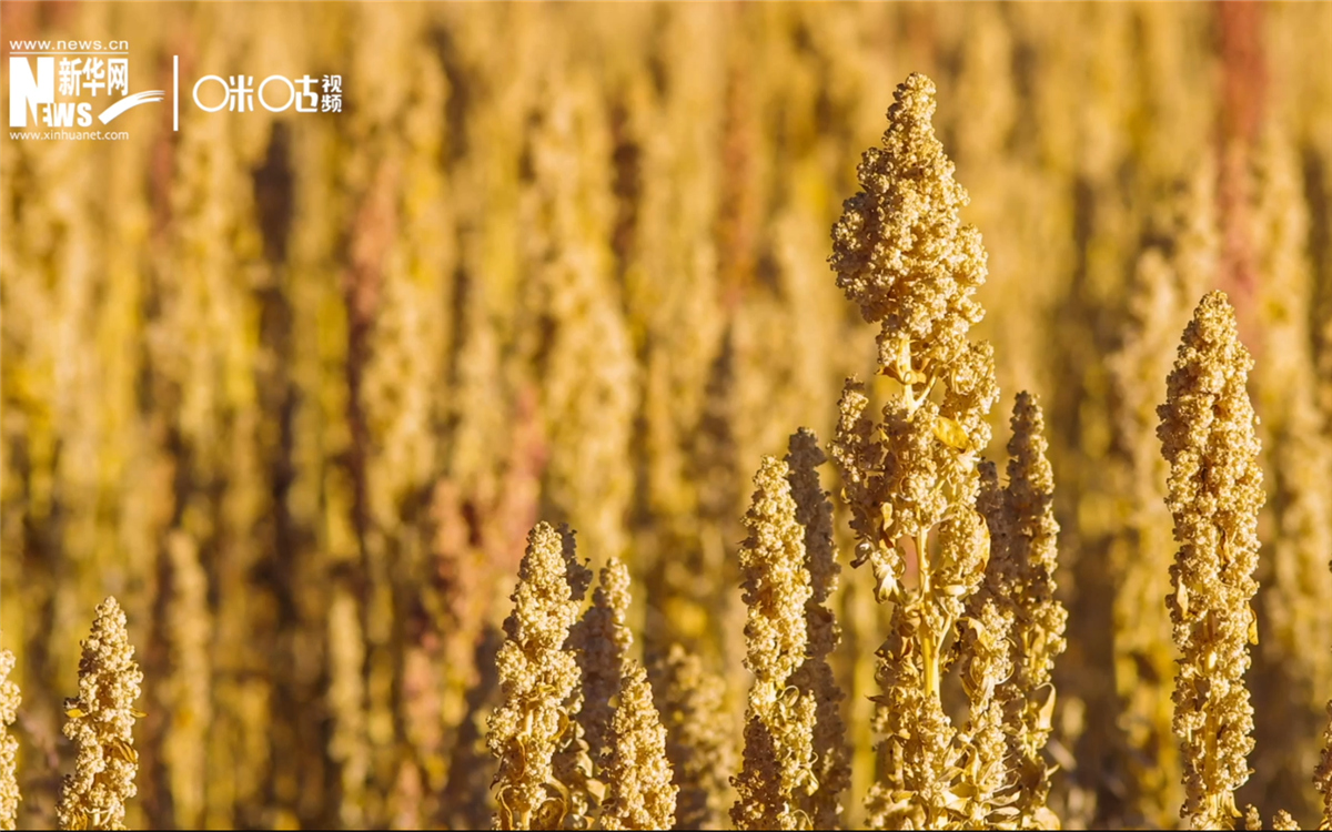 藜麥有極強的環(huán)境適應(yīng)能力和低成本、高回報的種植模式