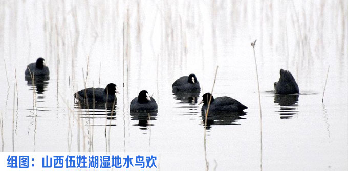 山西伍姓湖濕地水鳥歡