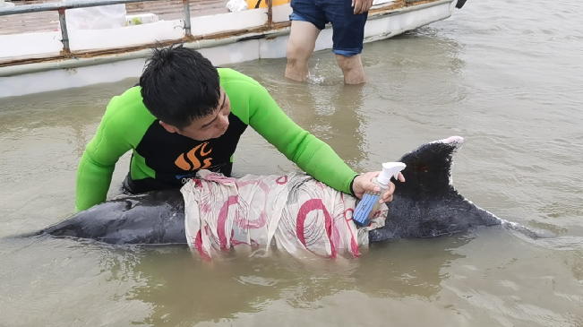 寧波寧海：營救8小時(shí) 糙齒海豚重歸大海