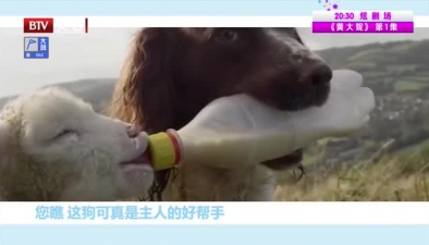 給小羊喂奶的狗狗