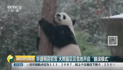 華盛頓迎初雪 大熊貓貝貝雪地開啟“翻滾模式”