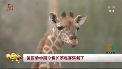 德國(guó)動(dòng)物園珍稀長(zhǎng)頸鹿喜添新丁