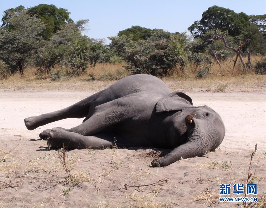 （國(guó)際）（1）博茨瓦納3個(gè)月內(nèi)275頭大象離奇死亡